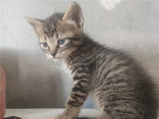 Gato para adoção Ambos Pequeno Abaixo de 2 meses