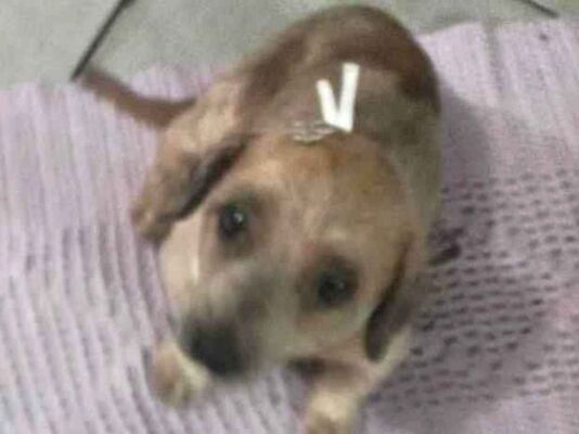 Cachorro cão para adoção Macho Pequeno 4 anos 
