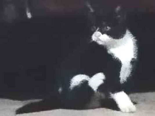 Gato para adoção Macho Pequeno 2 a 6 meses