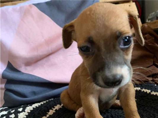 Cachorro cão para adoção Macho Pequeno Abaixo de 2 meses 