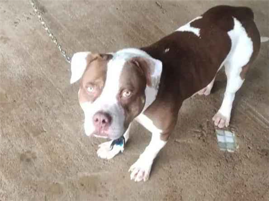 Cachorro cão para adoção Macho Médio  2 a 6 meses 