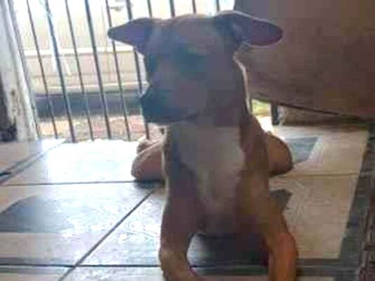Cachorro cão para adoção Macho Médio  3 anos 