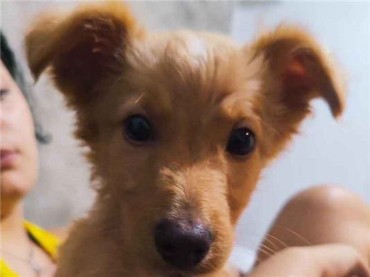 Cachorro cão para adoção Macho Pequeno 2 a 6 meses 
