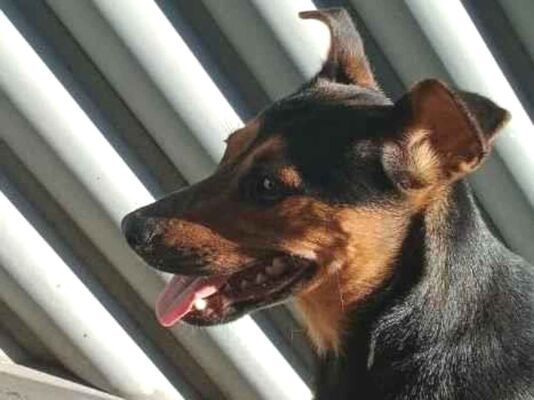 Cachorro cão para adoção Fêmea Médio  Abaixo de 2 meses 
