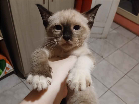 Gato para adoção Macho Pequeno Abaixo de 2 meses