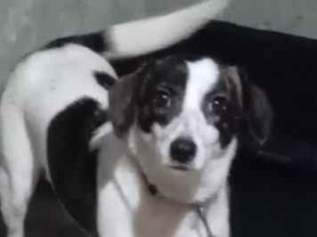 Cachorro cão para adoção Fêmea Médio  2 a 6 meses 