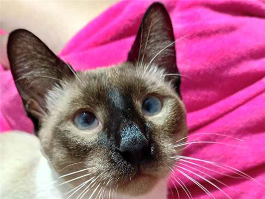 Gato - Macho Médio7 a 11 meses