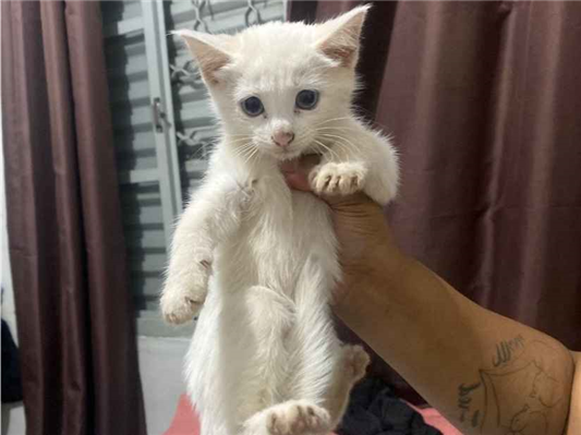 Gato para adoção Fêmea Pequeno Abaixo de 2 meses