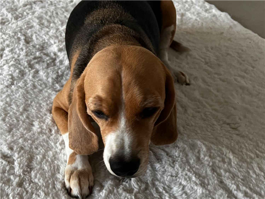 Cachorro cão para adoção Macho Médio  6 anos Acima 