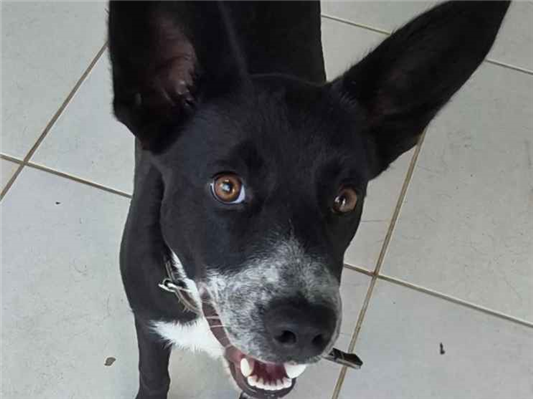 Cachorro cão para adoção Fêmea Médio  2 a 6 meses 