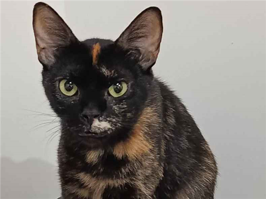 Gato para adoção Fêmea Pequeno 3 anos