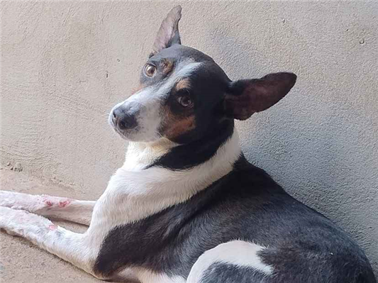 Cachorro cão para adoção Macho Médio  6 anos Acima 