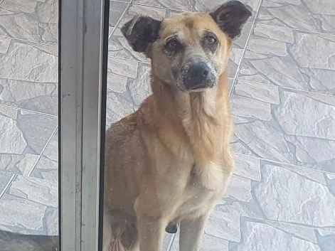 Cachorro cão para adoção Fêmea Médio  6 anos Acima 