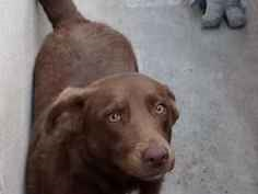 Cachorro cão para adoção Macho Médio  1 ano 
