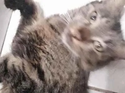 Gato SRD-ViraLata Pequeno 4-anos