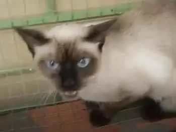 Gato Siamês Grande 2-anos