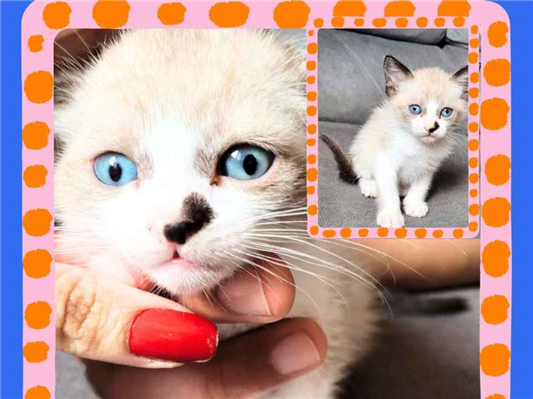 Gato para adoção Ambos Pequeno Abaixo de 2 meses