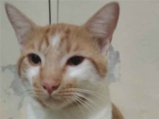 Gato para adoção Macho Médio 7 a 11 meses
