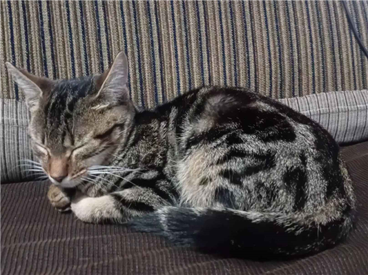 Gato para adoção Fêmea Pequeno 2 a 6 meses