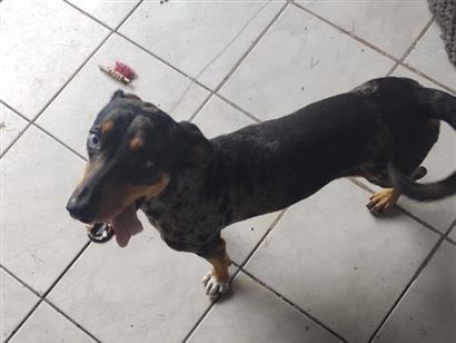 Cachorro cão para adoção Fêmea Médio  2 anos 