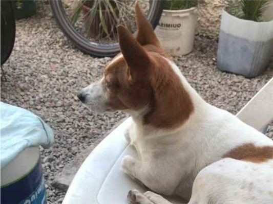 Cachorro cão para adoção Macho Pequeno 4 anos 