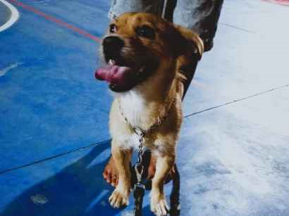 Cachorro cão para adoção Macho Médio  1 ano 