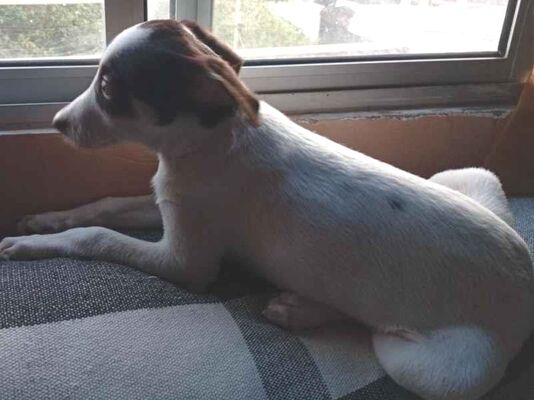Cachorro cão para adoção Macho Médio  7 a 11 meses 