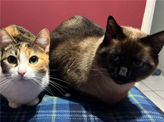 Gato para adoção Ambos Pequeno 5 anos