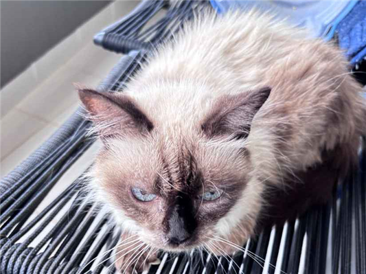 Gato para adoção Fêmea Pequeno 2 a 6 meses