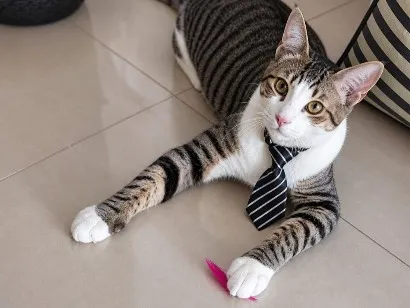 Gato SRD-ViraLata Pequeno 2-anos