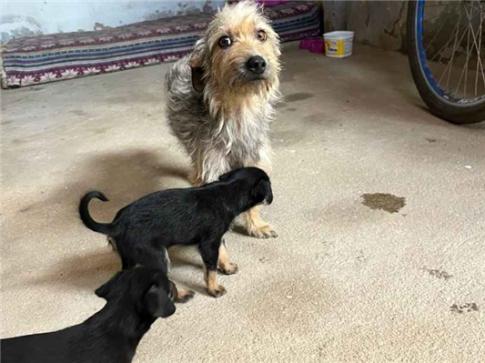 Cachorro cão para adoção Ambos Pequeno 6 anos Acima 