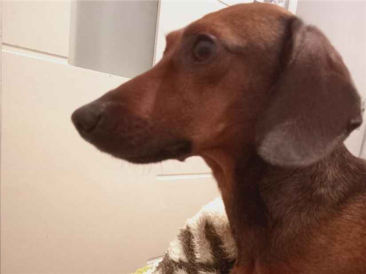 Cachorro cão para adoção Macho Médio  4 anos 