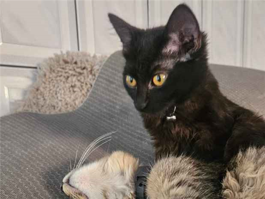 Gato para adoção Fêmea Pequeno 2 a 6 meses