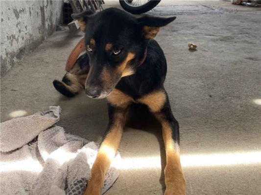Cachorro cão para adoção Fêmea Médio  4 anos 