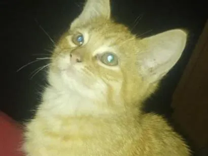 Gato SRD-ViraLata Pequeno 2-a-6-meses