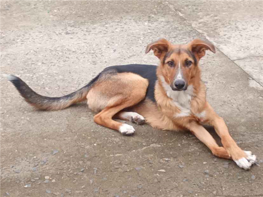 Cachorro cão para adoção Macho Médio  7 a 11 meses 