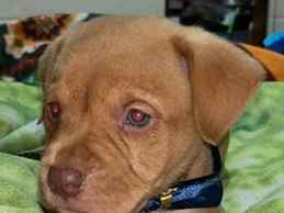 Cachorro cão para adoção Fêmea Pequeno Abaixo de 2 meses 
