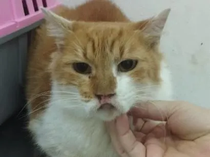 Gato SRD-ViraLata Pequeno 7-a-11-meses
