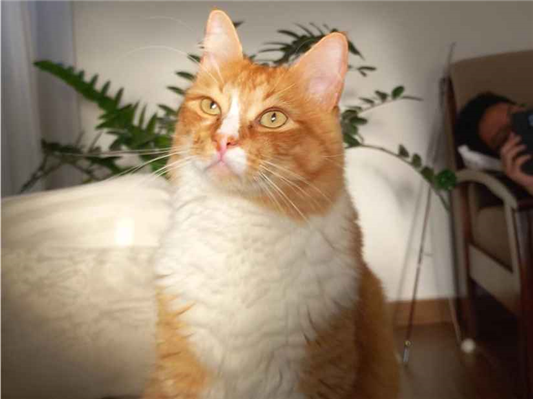 Gato para adoção Macho Médio 6 anos Acima
