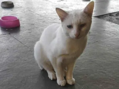 Gato SRD-ViraLata Pequeno 7-a-11-meses