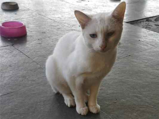 Gato para adoção Fêmea Pequeno 7 a 11 meses
