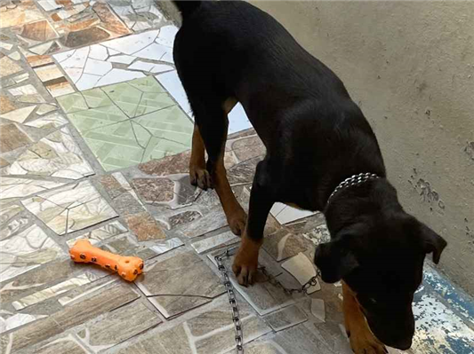 Cachorro cão para adoção Macho Médio  2 a 6 meses 
