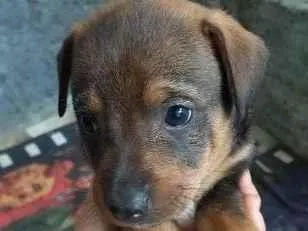 Cao SRD-ViraLata Pequeno Abaixo-de-2-meses