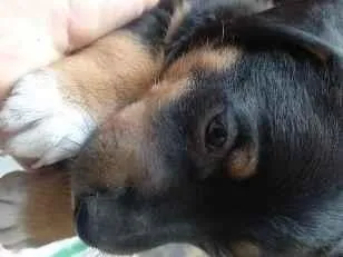 Cao SRD-ViraLata Pequeno Abaixo-de-2-meses