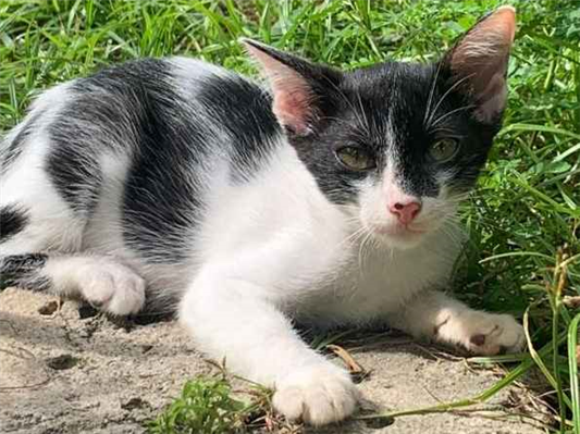 Gato para adoção Fêmea Médio 2 a 6 meses