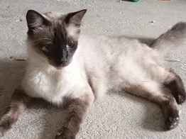 Gato para adoção Ambos Médio Abaixo de 2 meses