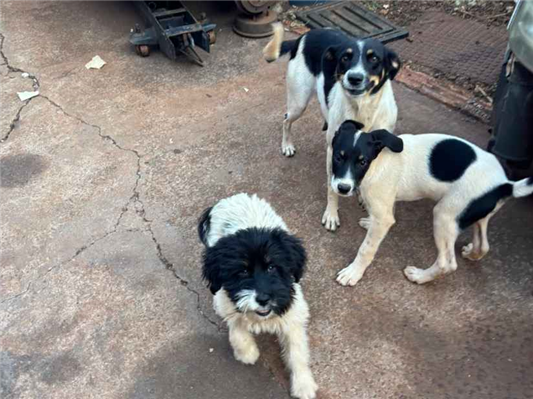 Cachorro cão para adoção Fêmea Pequeno 2 a 6 meses 