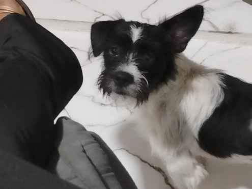 Cao - Macho Médio2 a 6 meses
