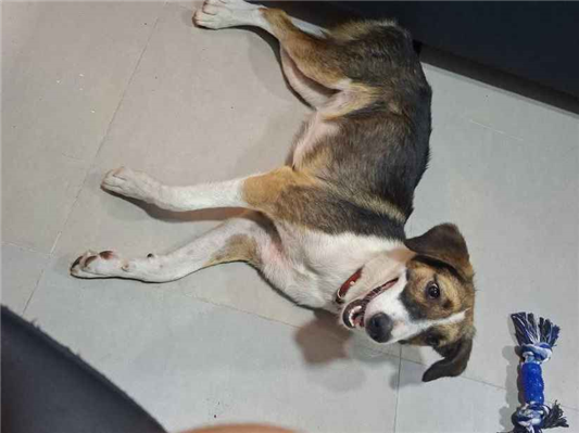Cachorro cão para adoção Fêmea Médio  1 ano 