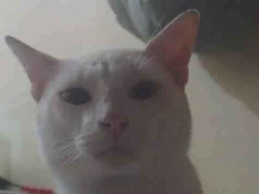 Gato para adoção Macho Médio 1 ano